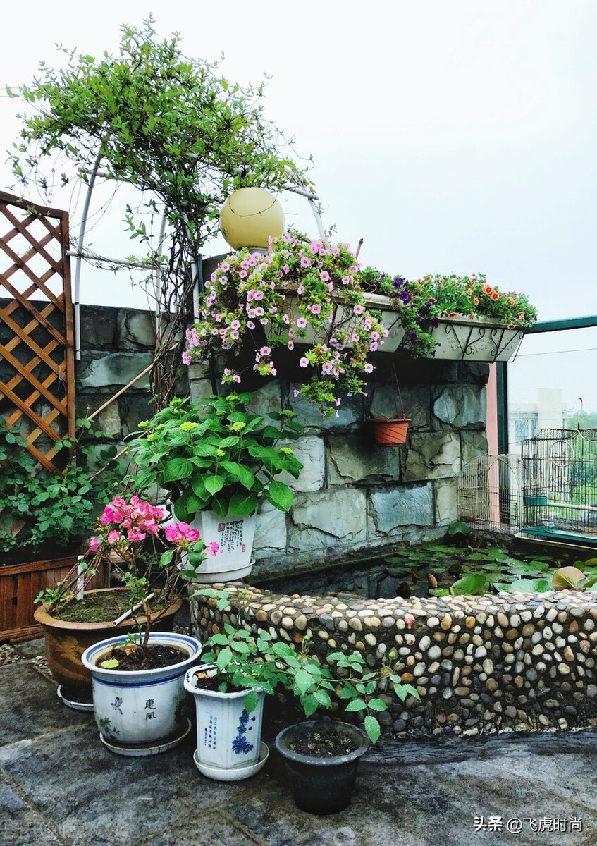 从零开始学养花蟹爪兰的养护方法,40种常见植物养护法让你养花不愁