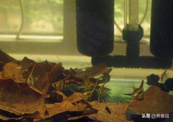 鱼缸水质不好咋办？传你绝招：调节鱼缸水质酸碱度的两样“法宝”