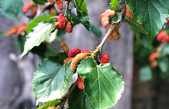 桑葚泡酒的正确方法与功效,桑葚泡酒的方法