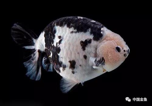 忘记喂鱼怎么办,喂鱼每天必须做的事