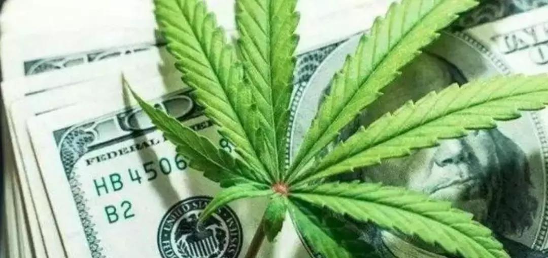 工业*麻大**：蓝海市场正待“收割”