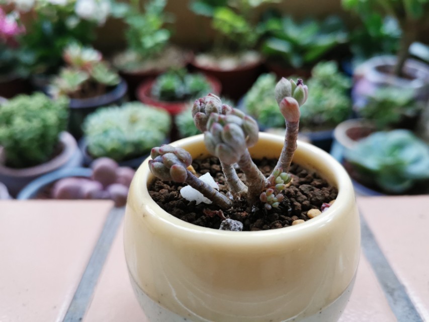 又美又好养还爱爆盆的多肉品种,什么品种的多肉好看又好养