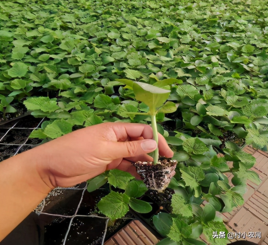 适合农村创业的最新致富项目,多个适合在家里创业致富的好项目