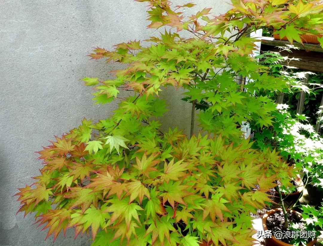 中式庭院藤类植物,枫树和紫藤