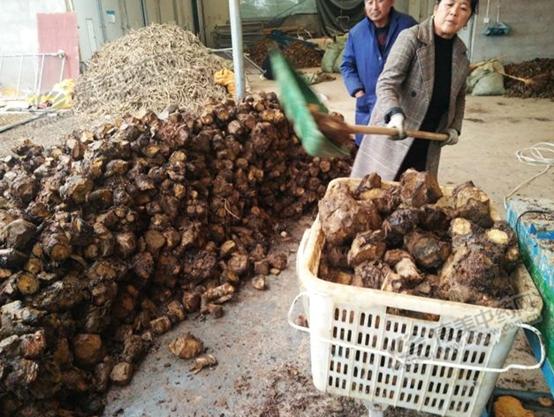 目前哪些中药材市场前景看好,市场紧缺的中药材有哪些品种