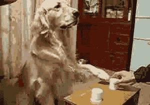 猫咪猜杯子游戏第三关 (猫咪口杯猜球游戏)