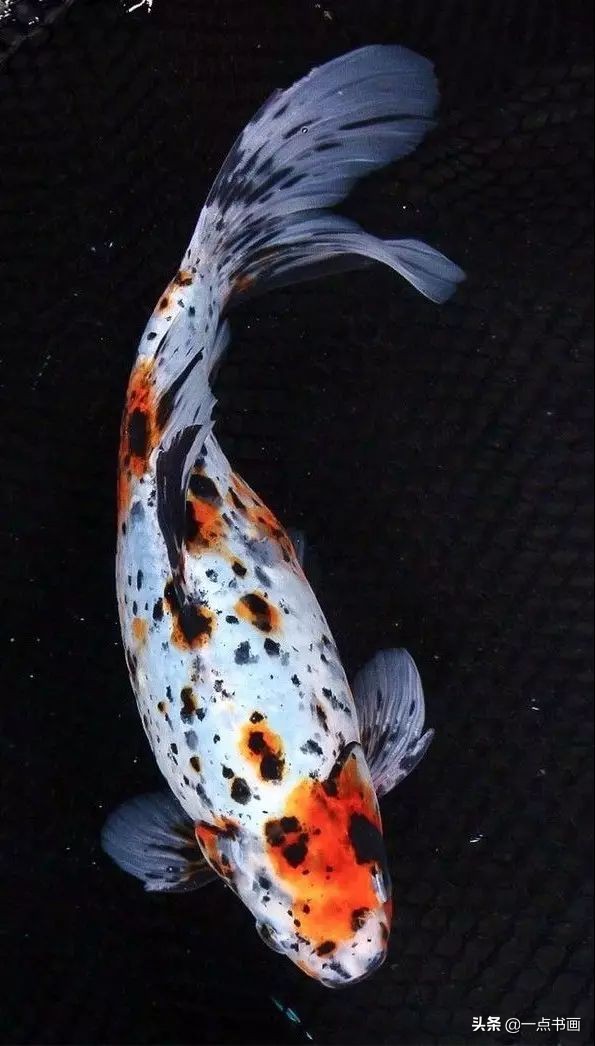 池中之仙，惊艳若此——锦鲤