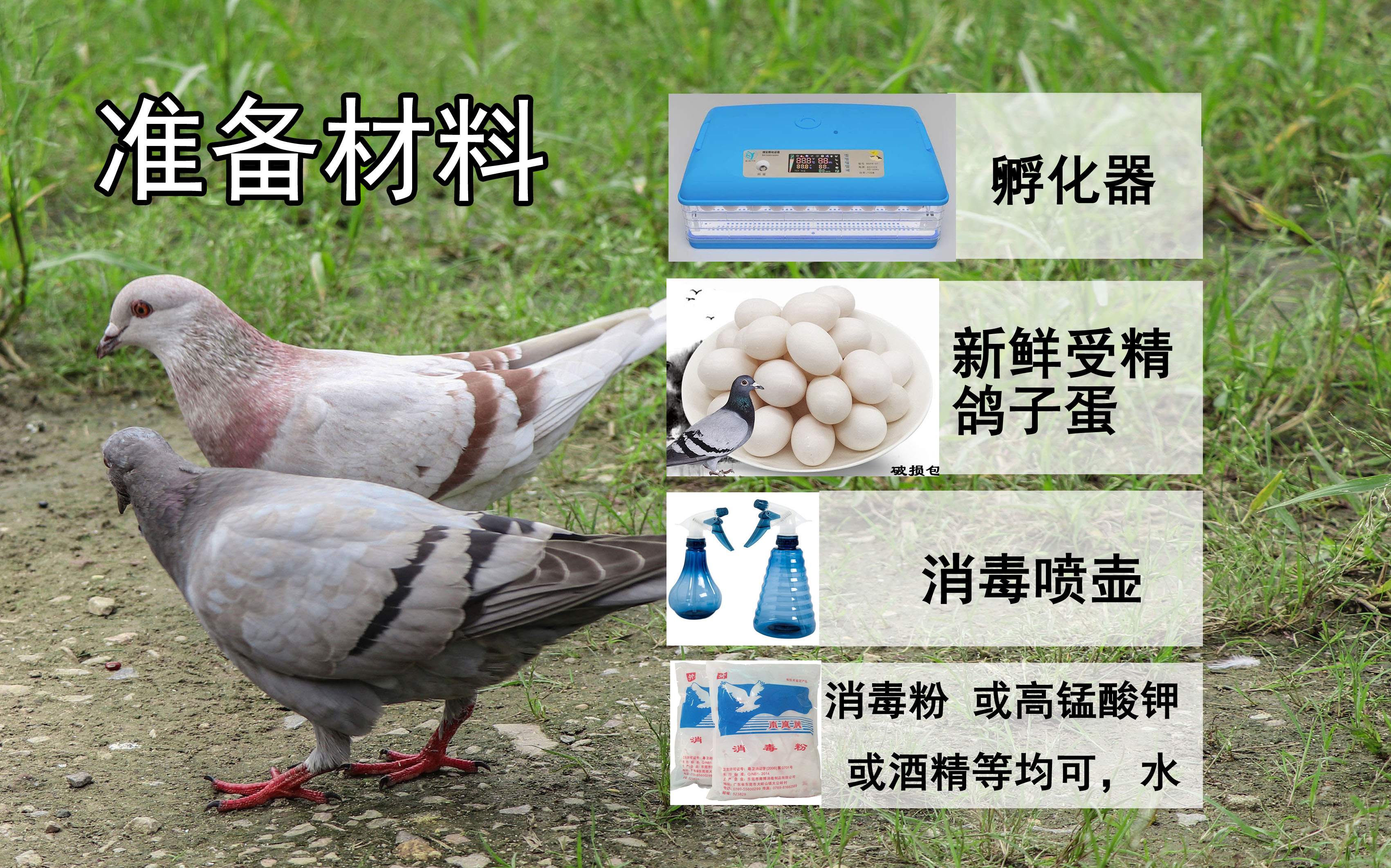 育雏肉鸽喂小鸭饲料可以么,肉鸽的人工孵化