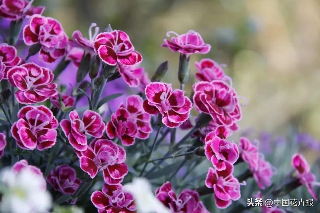 什么色系的花好看,6种颜色的花代表什么