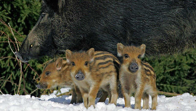 跟爷爷去打猎,跟爷爷上山去打猎