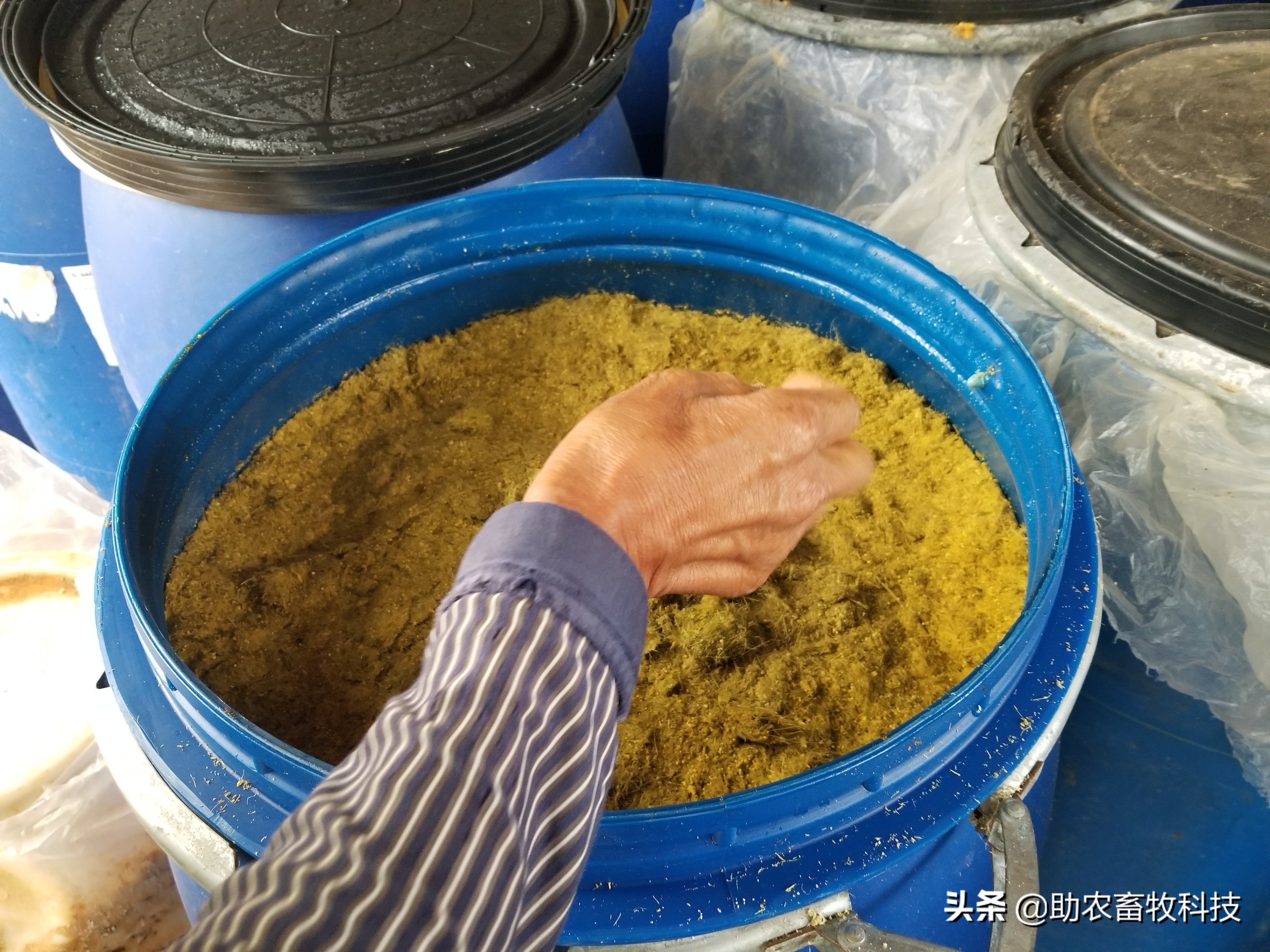 菠萝皮怎么做成饲料,菠萝皮可以做什么饲料卖