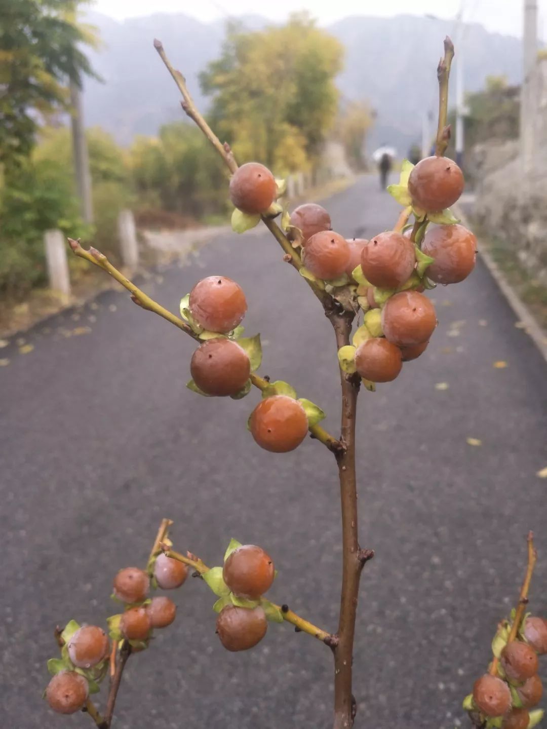 房山南北梯摘柿子,冬天去清凉山摘柿子