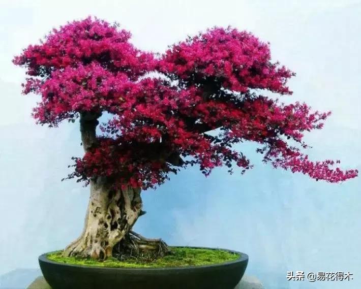 白檵木盆景图片欣赏,异形白花檵木盆景