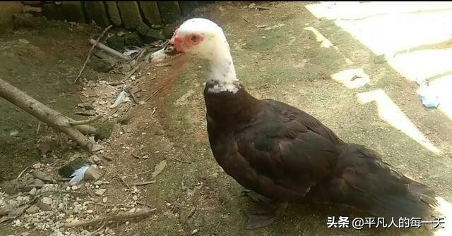 农村生意门路有哪些,农村发财致富门路