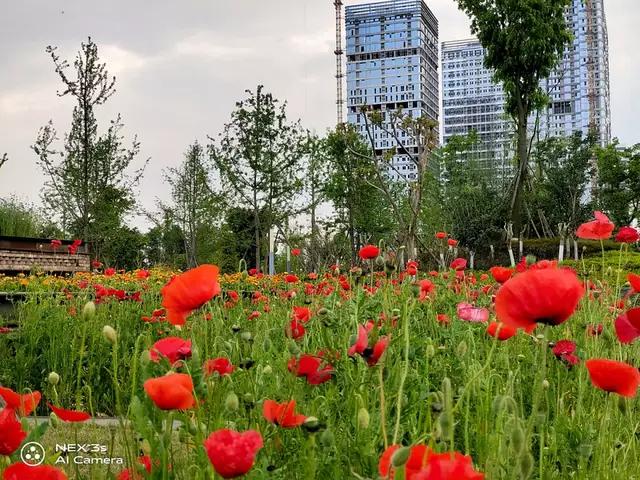 nex3s无界瀑布屏让眼界全面升级,nex3s5g版拍照评测