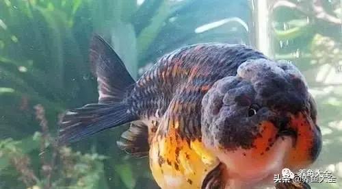 阳台养金鱼会被晒死吗,鱼缸养金鱼为什么总是死