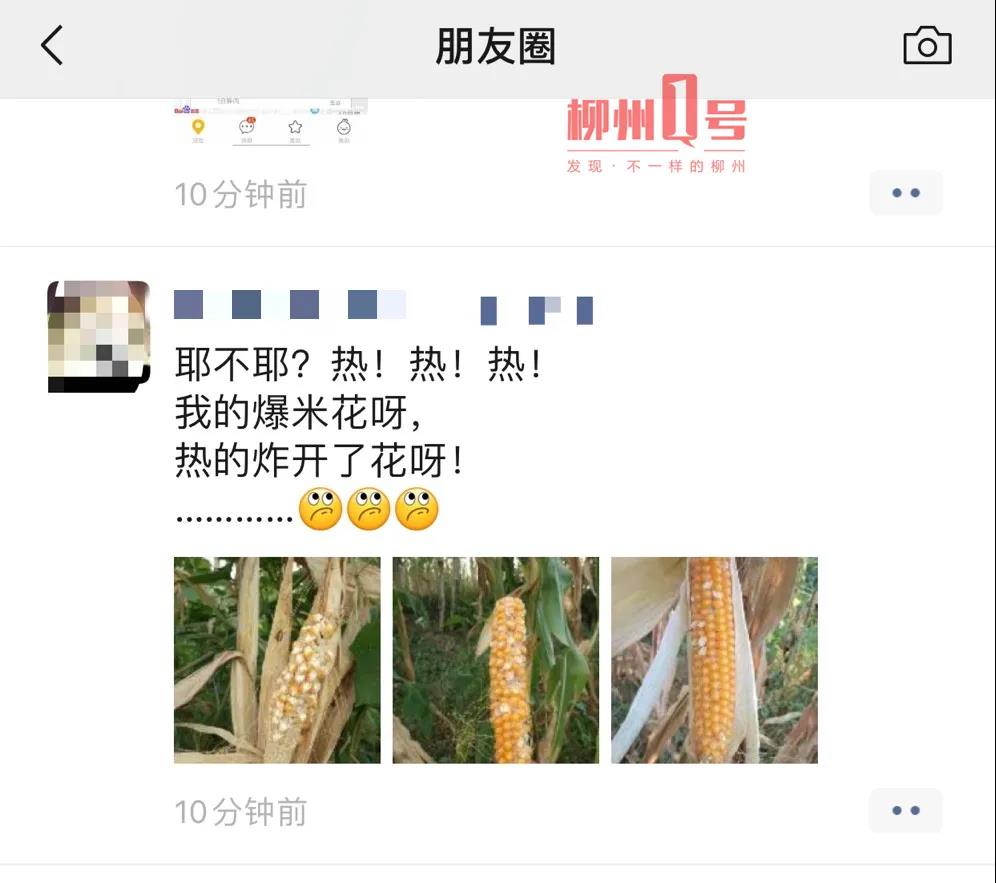 玉米被晒成爆米花视频,天气热晒玉米晒成爆米花