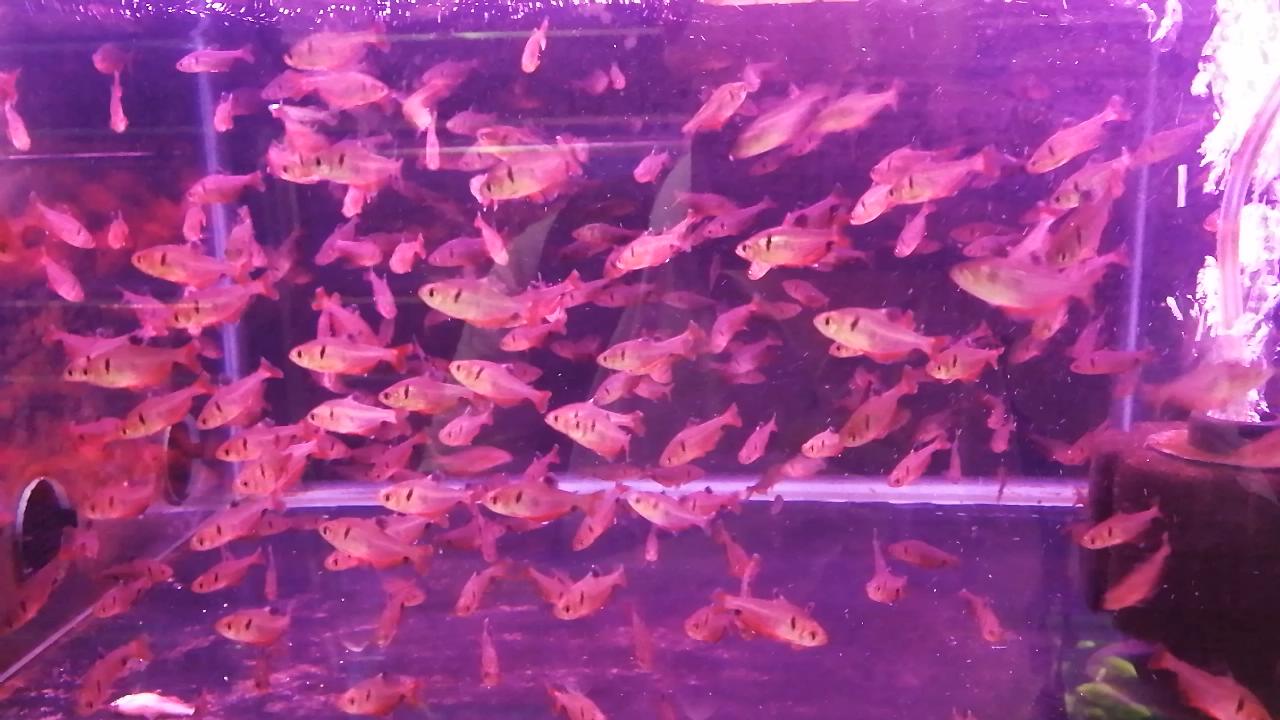 热带观赏鱼批发从哪里进货最便宜,热带鱼观赏鱼在哪买便宜