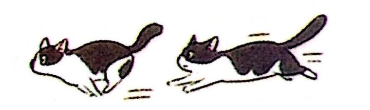 新手如何照顾小奶猫,怎么样照顾一个月左右大的小奶猫