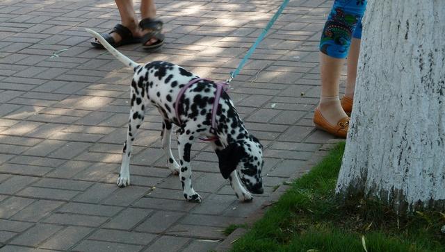 不遛狗有什么坏处,不遛狗危害