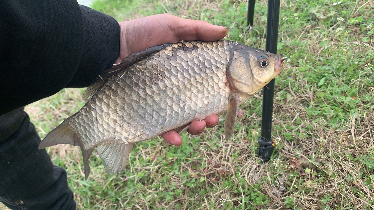 野钓打窝三个目的,野钓常用的3种打窝方式