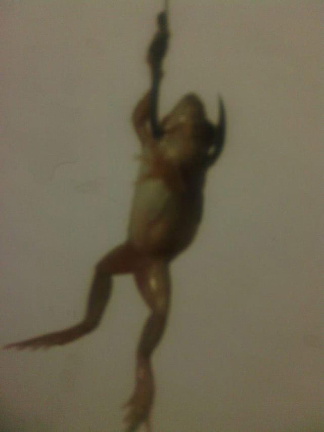 钓黑鱼妙招,钓黑鱼最好的办法视频