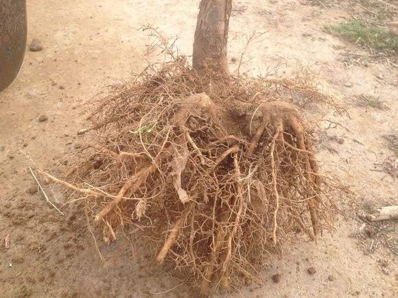 盆栽桂花怎么挽救,盆栽桂花落叶怎么补救视频