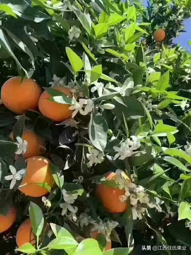 哪个品种的橙最好吃,国内橙子品质排行榜