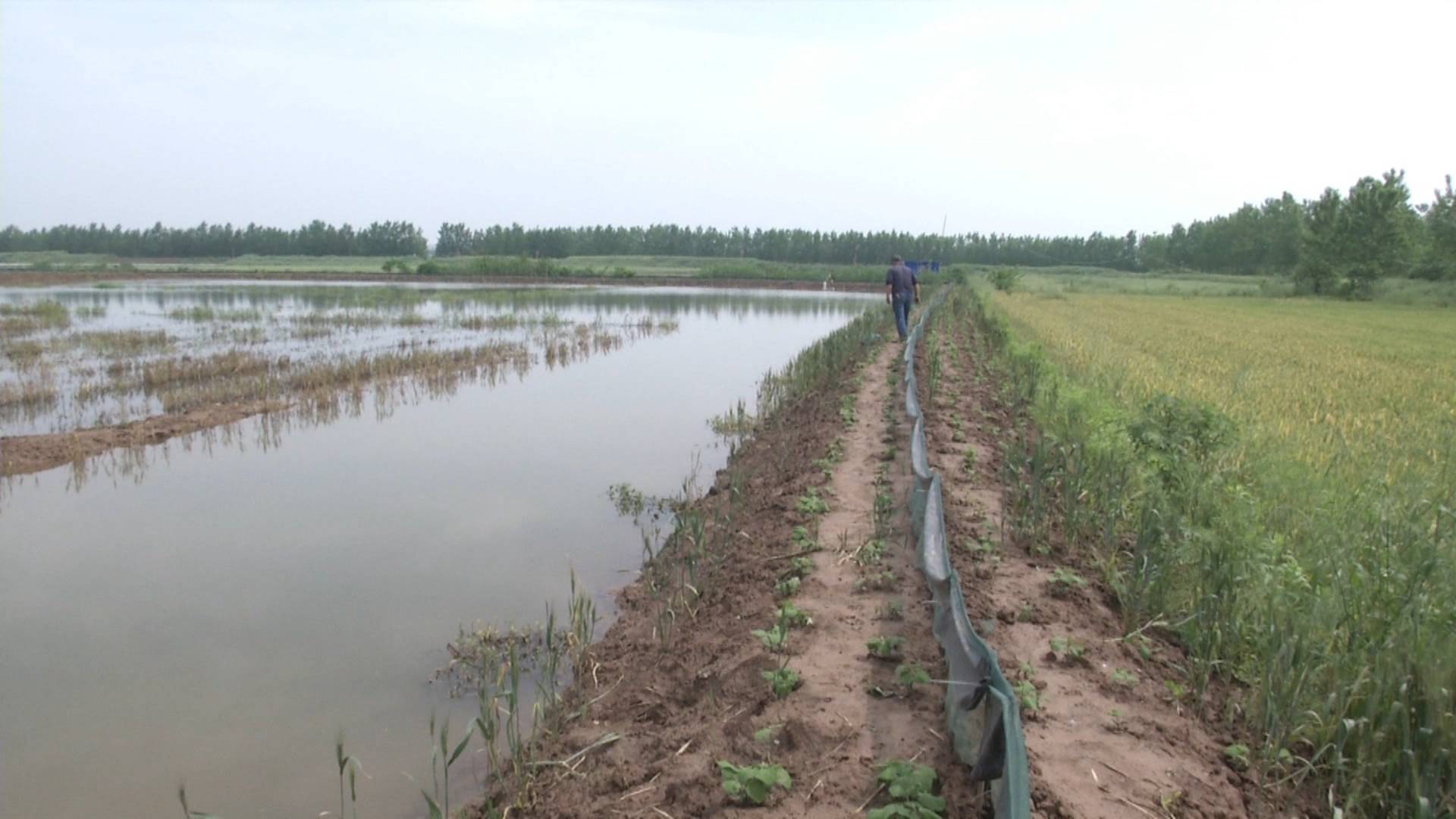 新手养虾遇难题，每天从虾塘里捞出大量“断腿”死虾，很着急！这是什么病？
