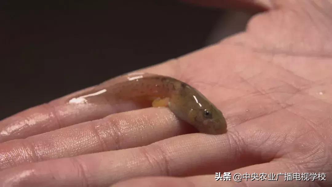 农广天地泰蛙养殖,农广天地稻田养蛙