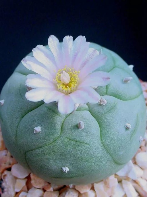 世界十大花卉排行榜名单,世界十大名贵花草