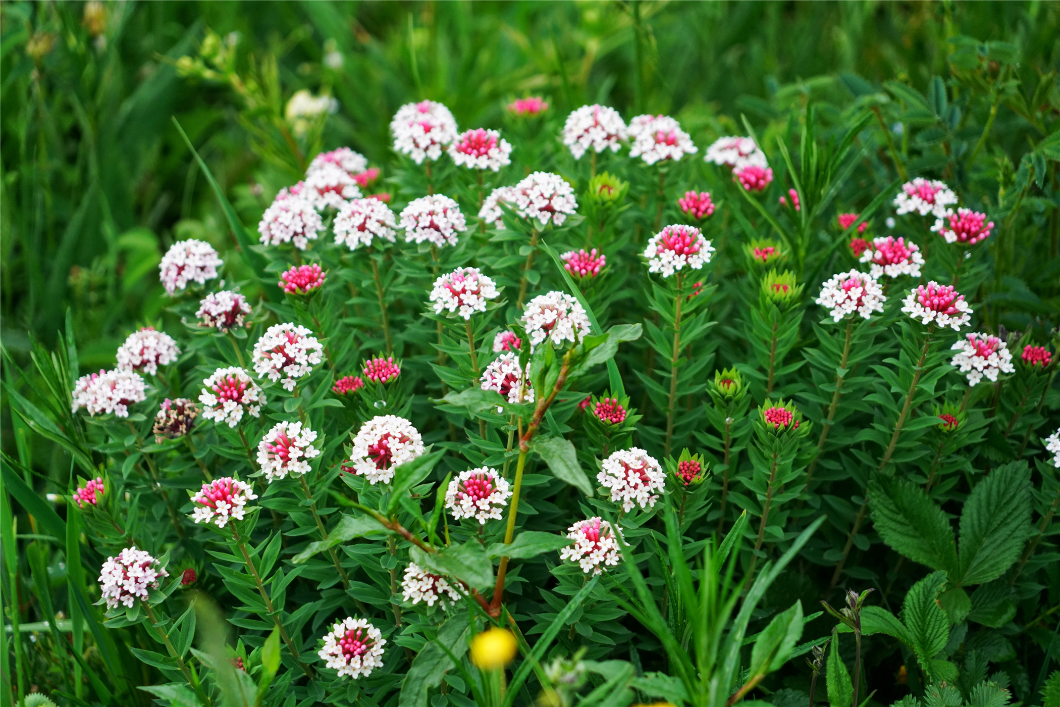 北京自驾避暑旅游攻略,2天一夜避暑胜地自驾游大盘点