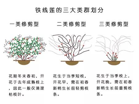 藤本植物皇后铁线莲,藤本皇后铁线莲品种