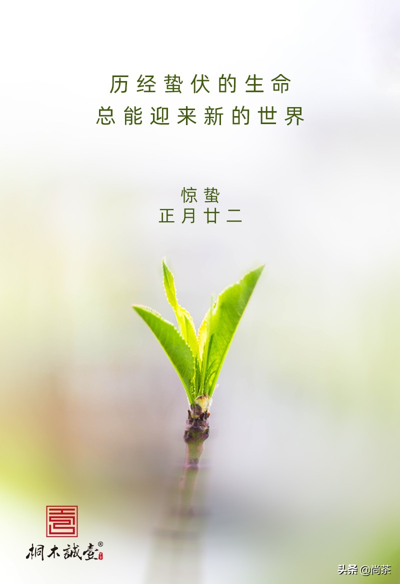 惊蛰与茶,惊蛰喝什么茶养生