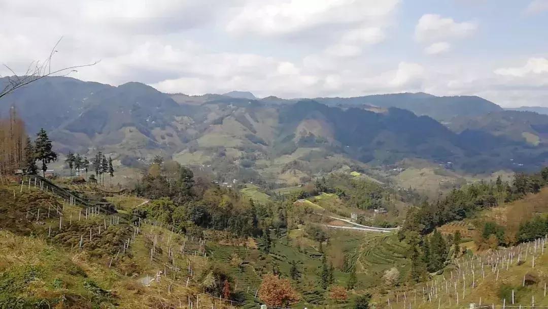 爱茶之人必去的九大茶区,爱茶之人九大茶区