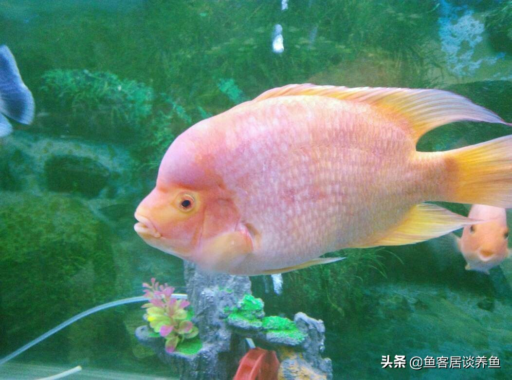 鹦鹉鱼变白放黄粉能变红吗,红鹦鹉鱼身上变黑了怎么治疗