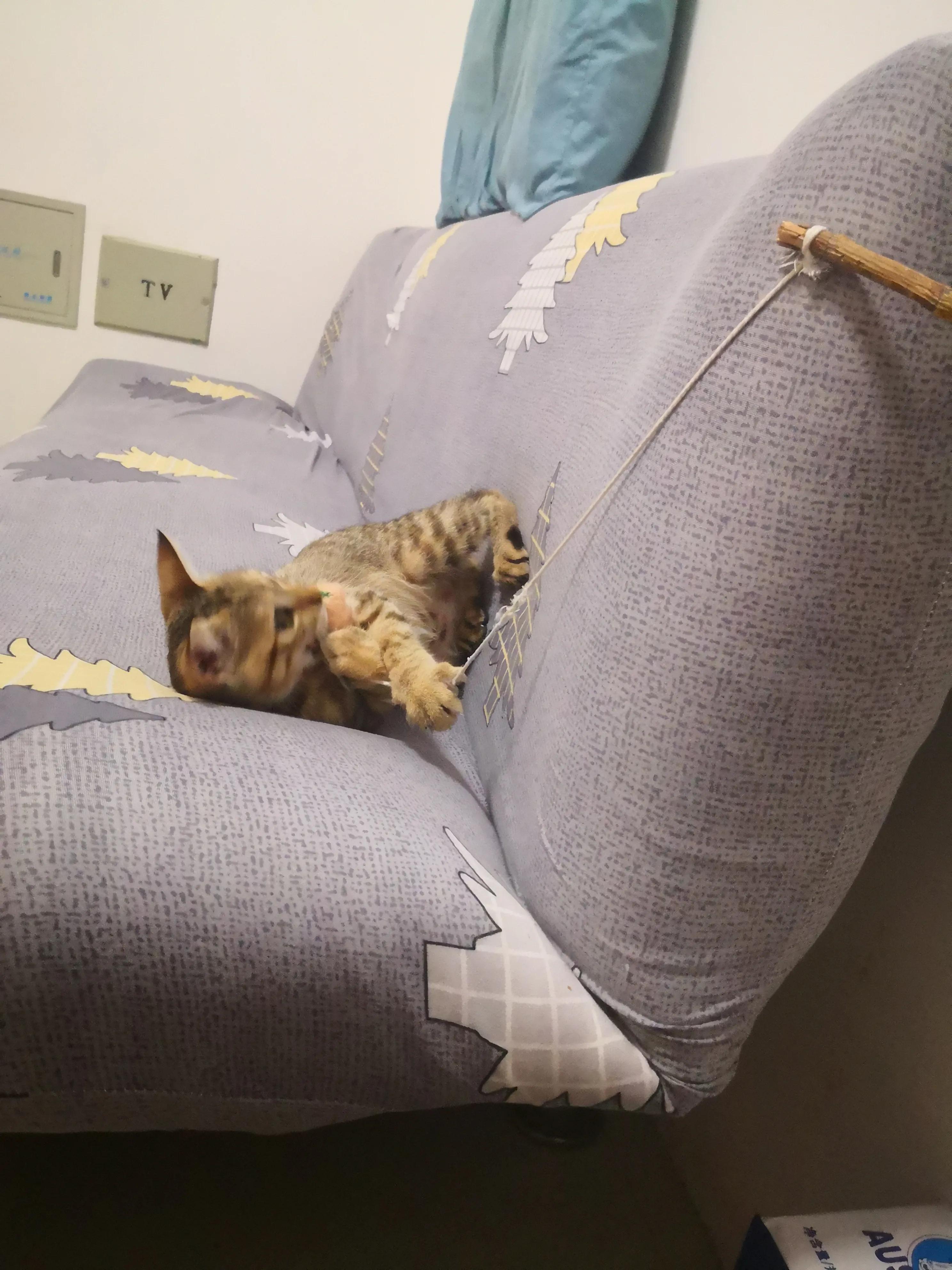 养猫洗澡需要注意的事项,养猫咪新手入门必知怎么给猫洗澡