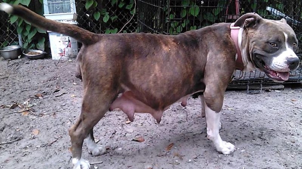 狗狗怀孕了会出现哪些症状,狗狗刚刚怀孕最明显的征兆