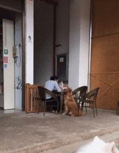 在野外发现甘蔗,在山里发现甘蔗