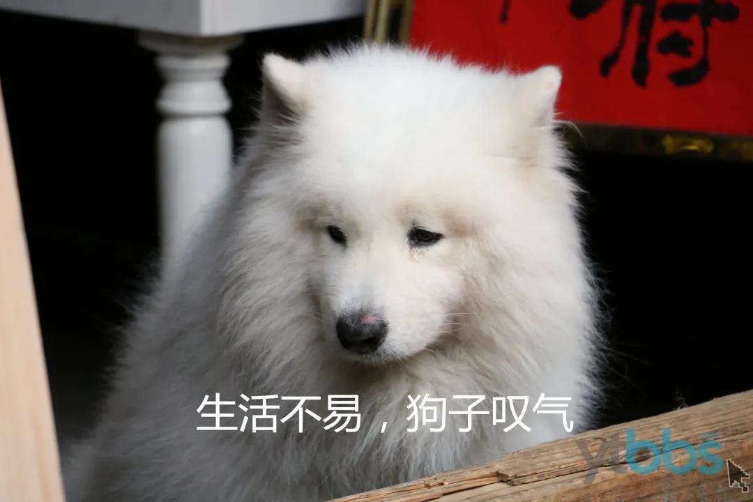 养犬不规范伤人,养犬不规范扰民伤和气