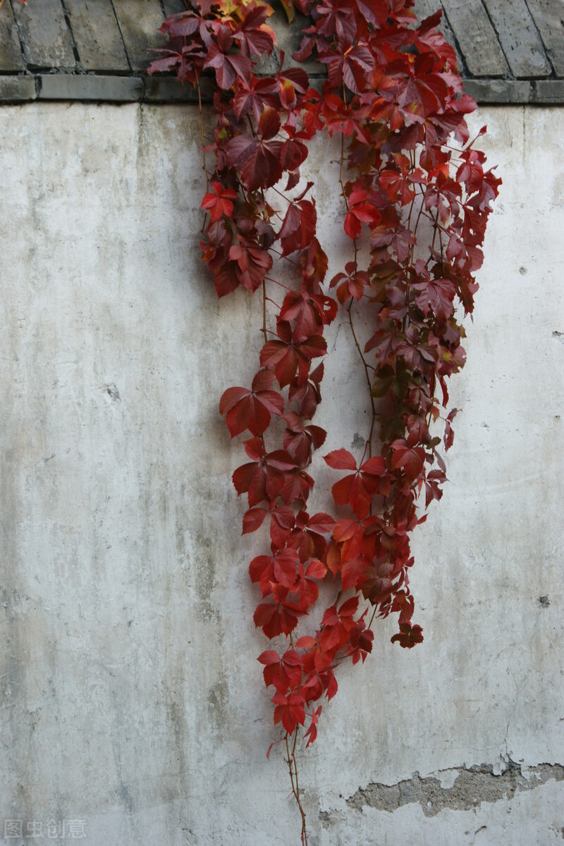 100种常见园林图鉴,列举20类不同的园林花卉