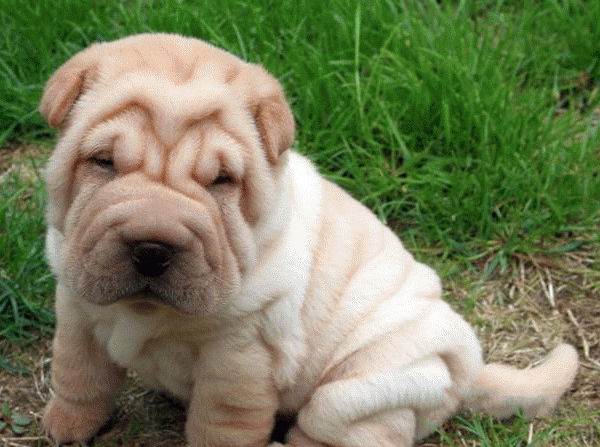 国外的狗跟中国的狗有哪些不一样,中国的土狗好还是外国的狗好