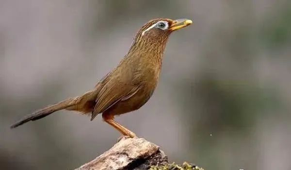 园子里的昆虫有多少,花园里的小动物哪些是昆虫