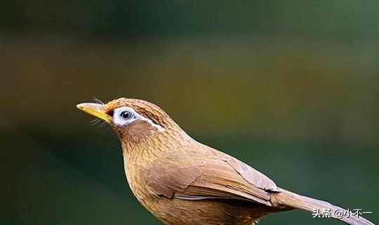 画眉鸟怎么喂养才好,画眉鸟的训练和饲养