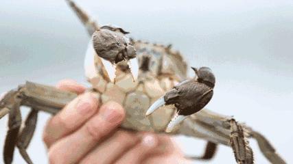 康得思自助餐厅蟹宴,金秋美味的大闸蟹盛宴