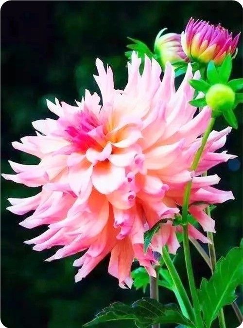 菊花100幅欣赏,菊花的十大绝美诗句