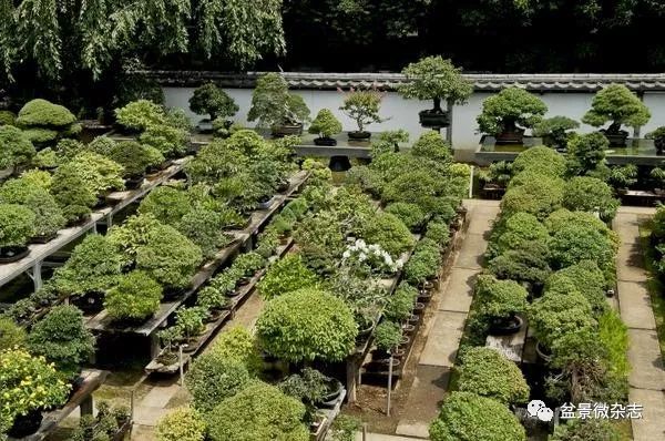 开盆景园是否赚钱,开一个盆景店赚钱吗现在