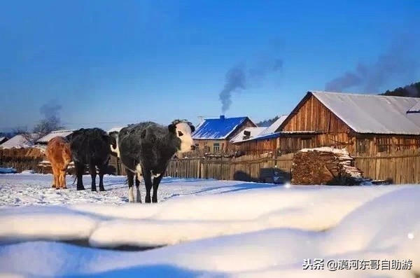漠河极寒之旅,漠河遇到熊