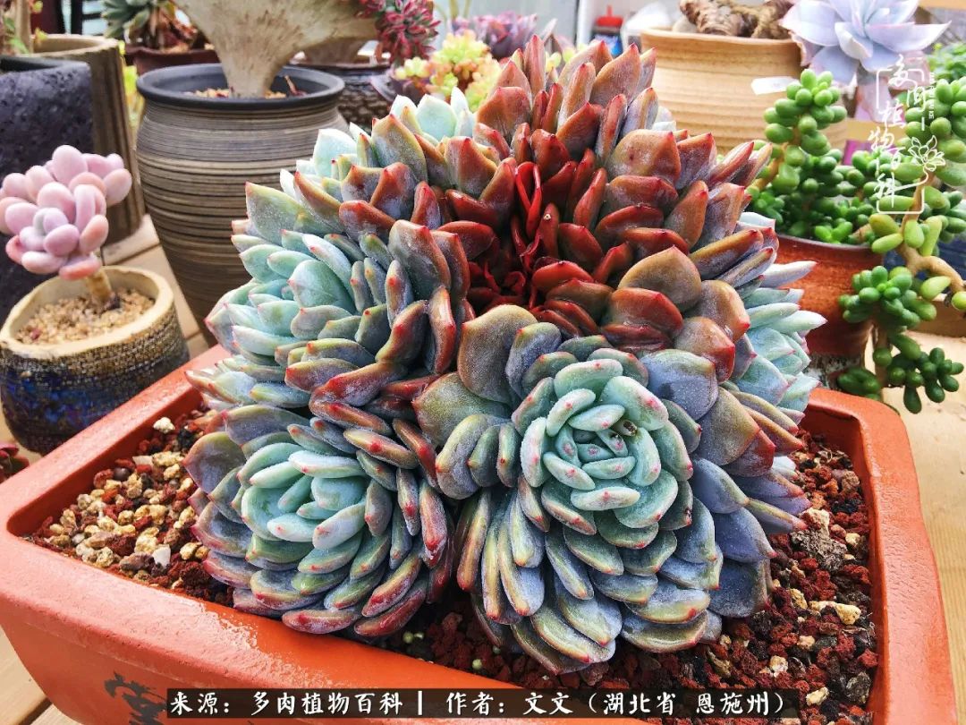 夏季多肉花园图片,初夏多肉花园