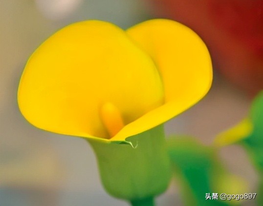 彩色马蹄莲视频,彩色马蹄莲烂叶